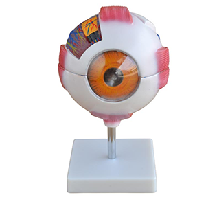 Giant Eye Model